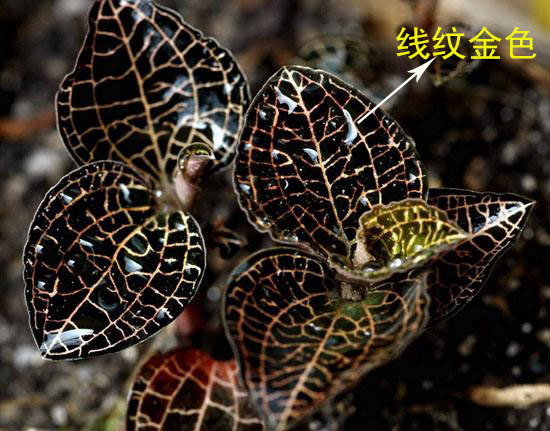 關于金線蓮