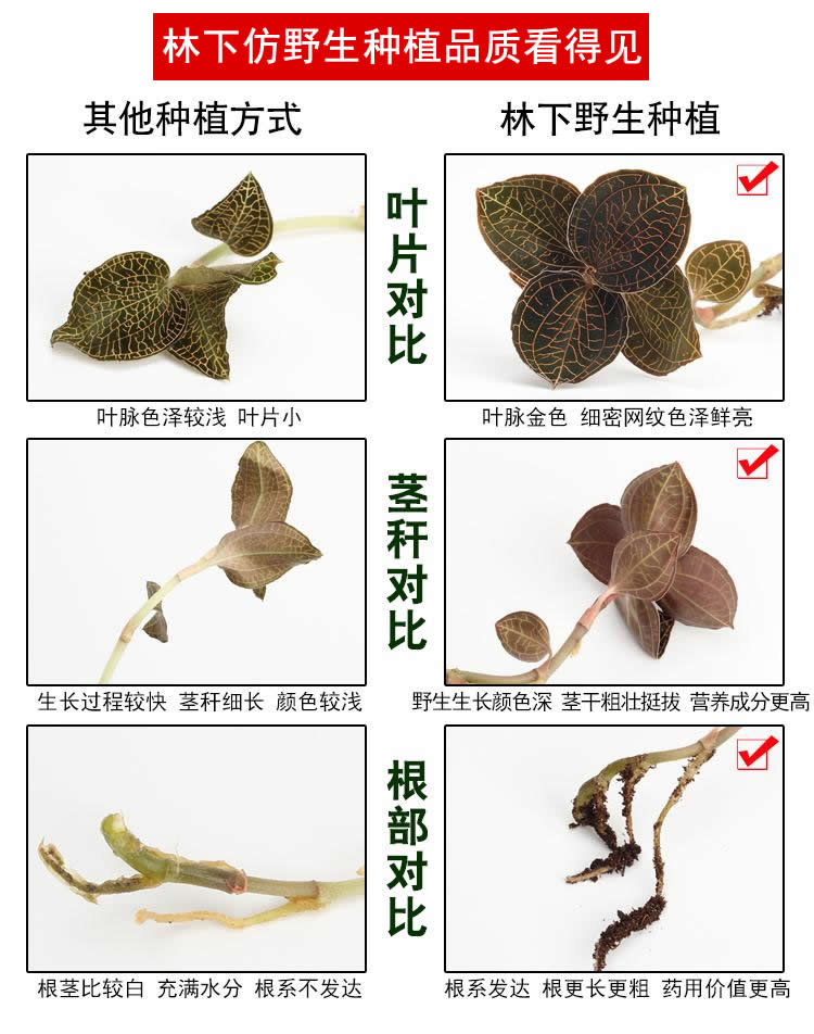 <a href=/ target='_blank'>金線蓮</a>林下種植