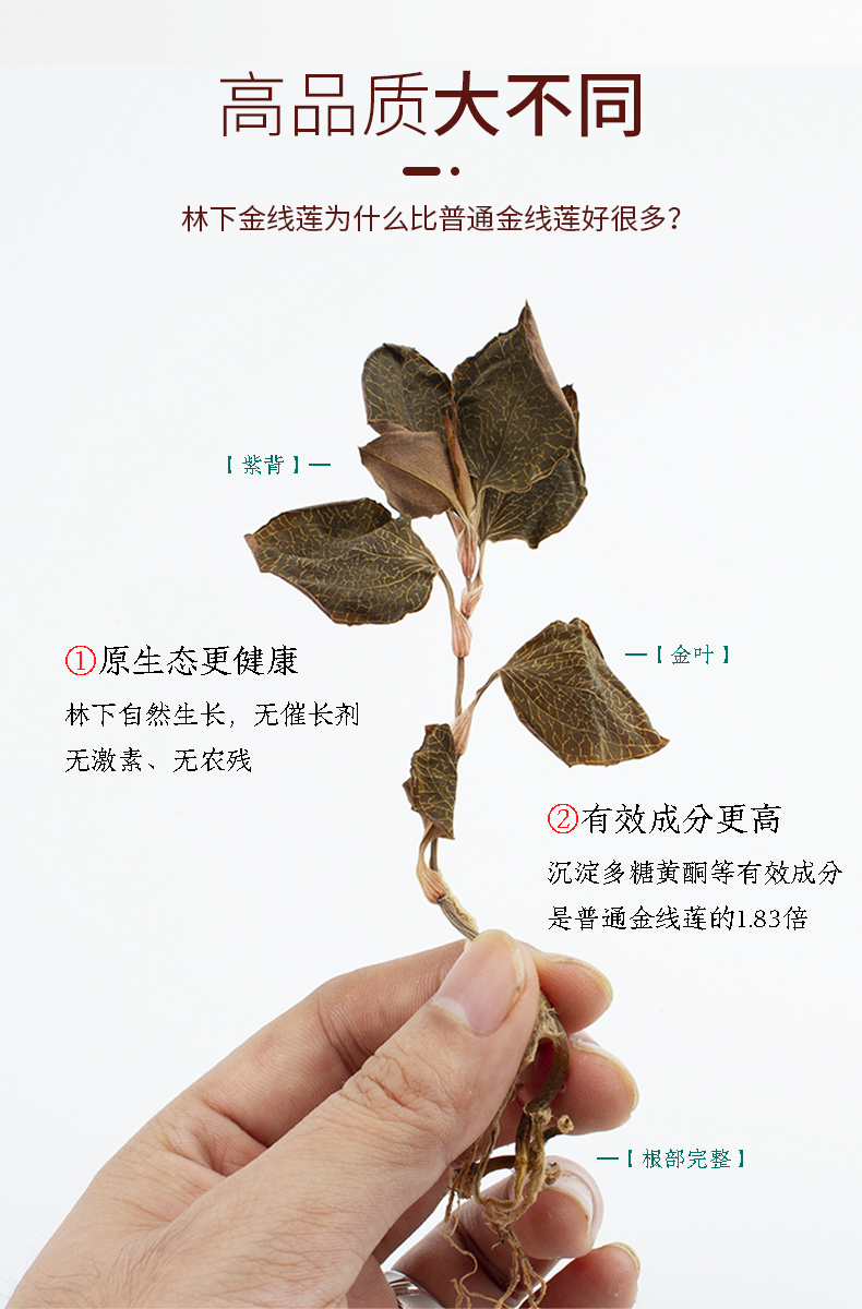 正宗林下金線蓮幹品