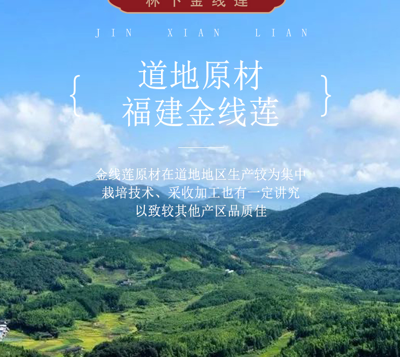 福建南靖金線蓮幹品