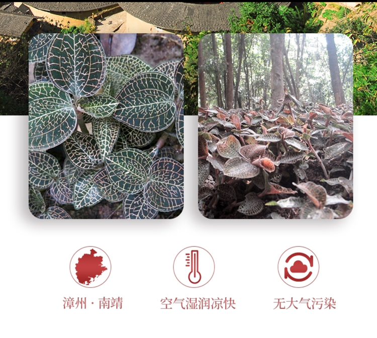 <a href=/ target='_blank'>金線蓮</a>幹品 50克10管 禮盒裝
