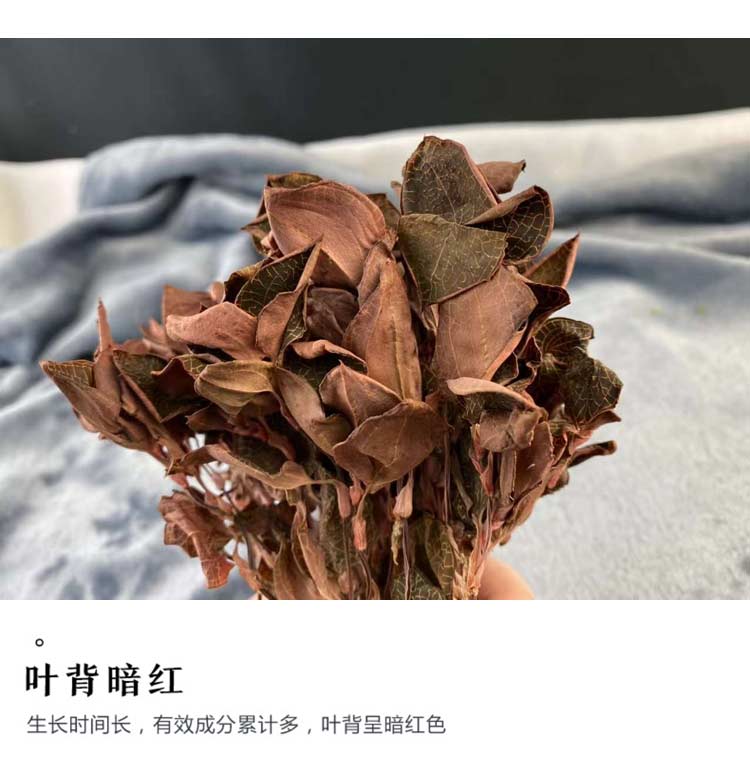 金線蓮幹品 50克10管 禮盒裝