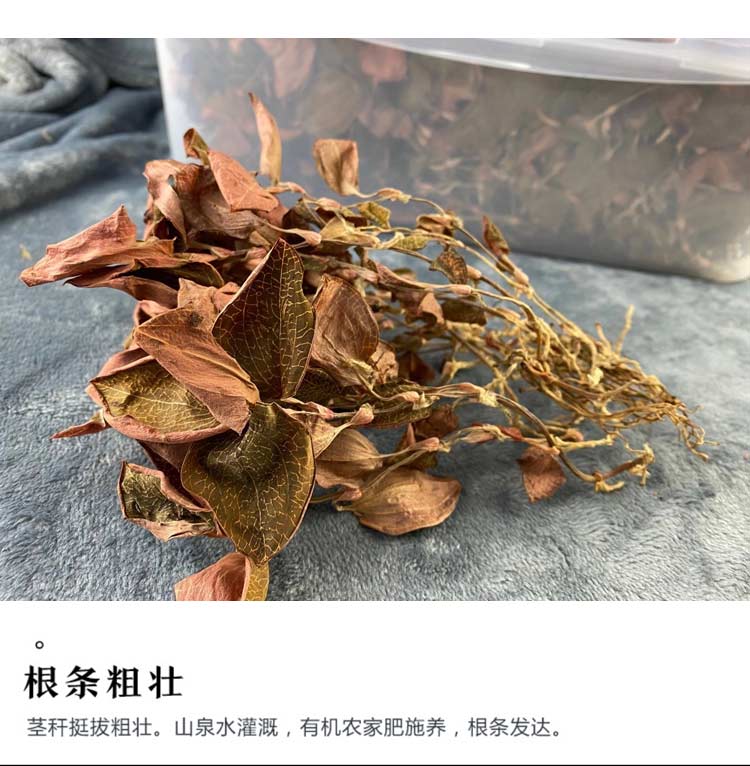 金線蓮幹品 50克10管 禮盒裝
