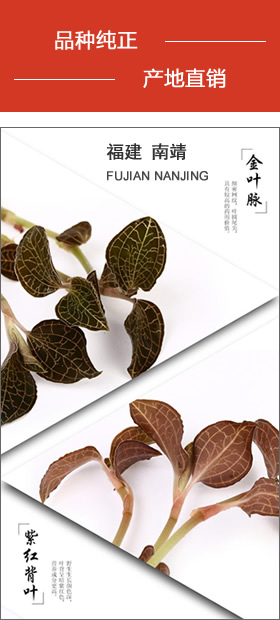 南靖金線蓮 品種純正，産地直銷